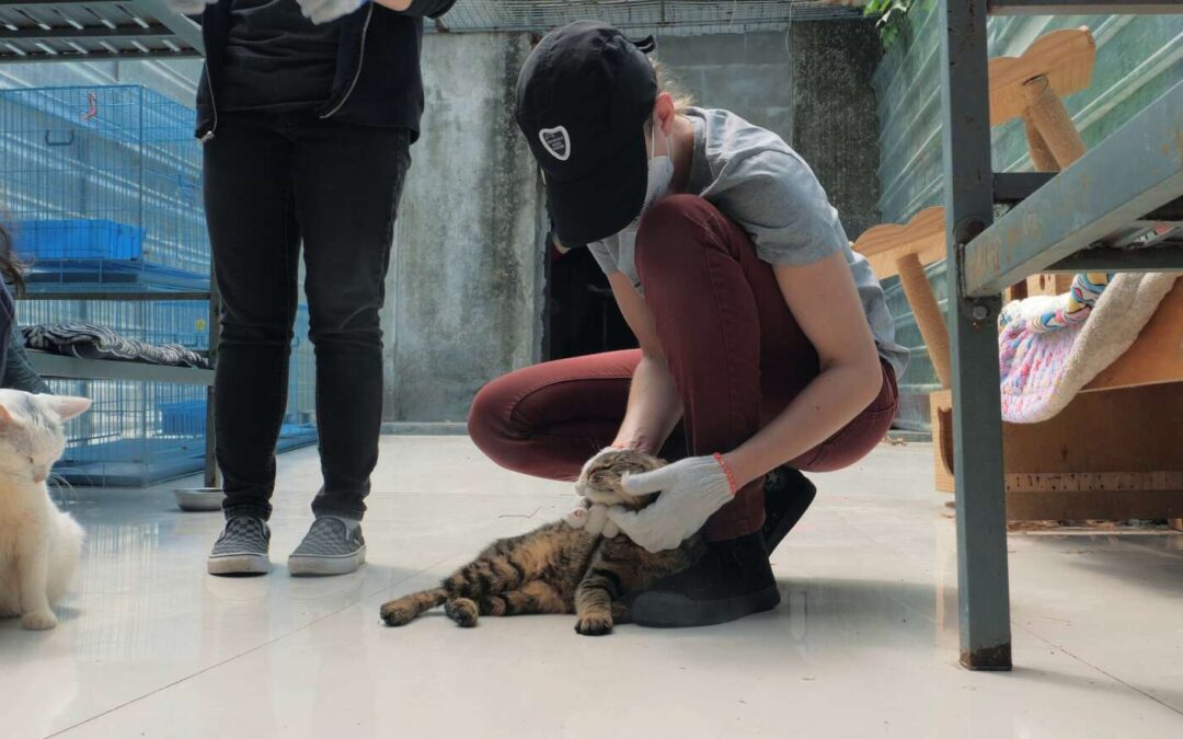 Pet Grief and Pet Adoption Support